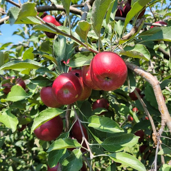 Apple Hill Orchard Vincennes/Knox County VTB